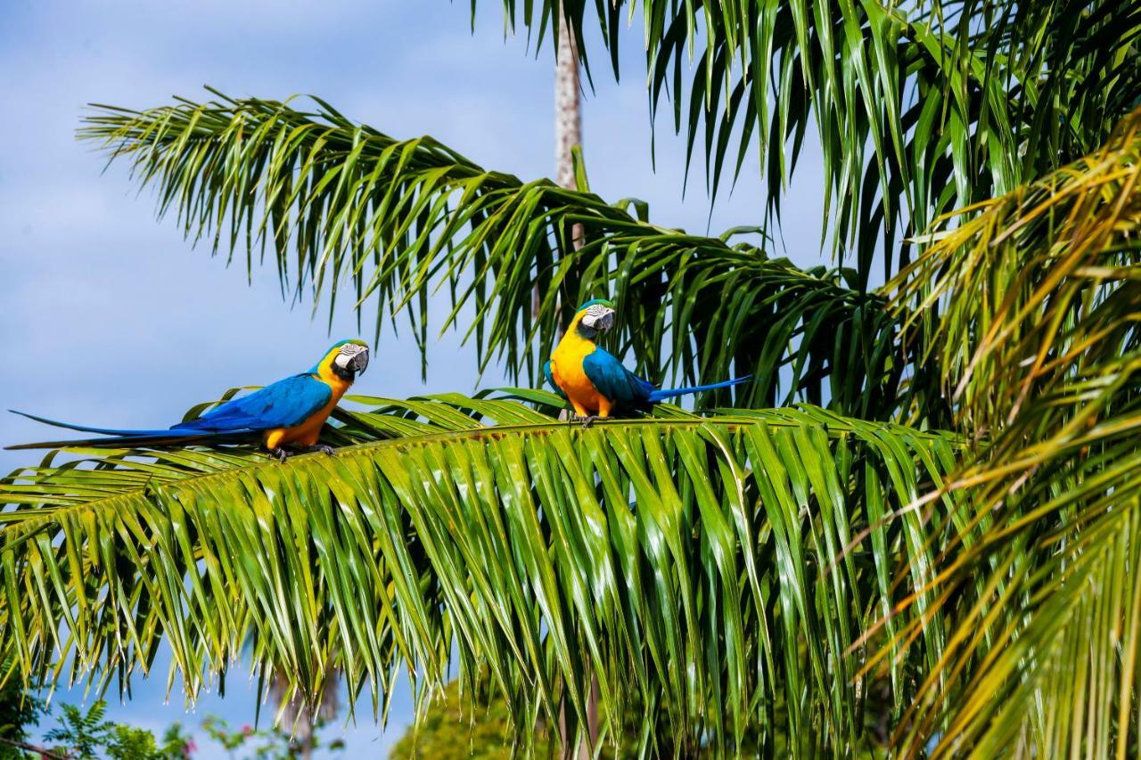 Pousada Piuval Acomodação com café da manhã Poconé Exterior foto