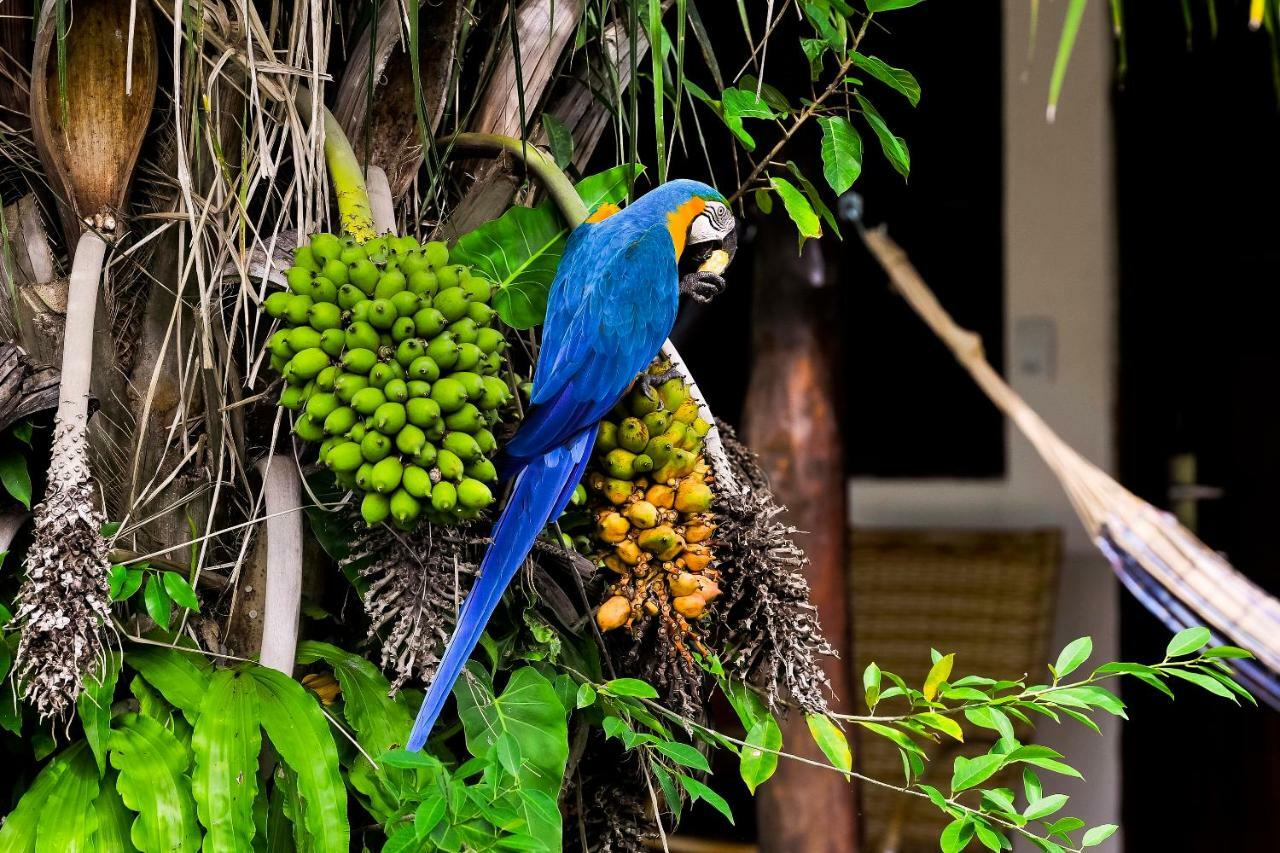 Pousada Piuval Acomodação com café da manhã Poconé Exterior foto